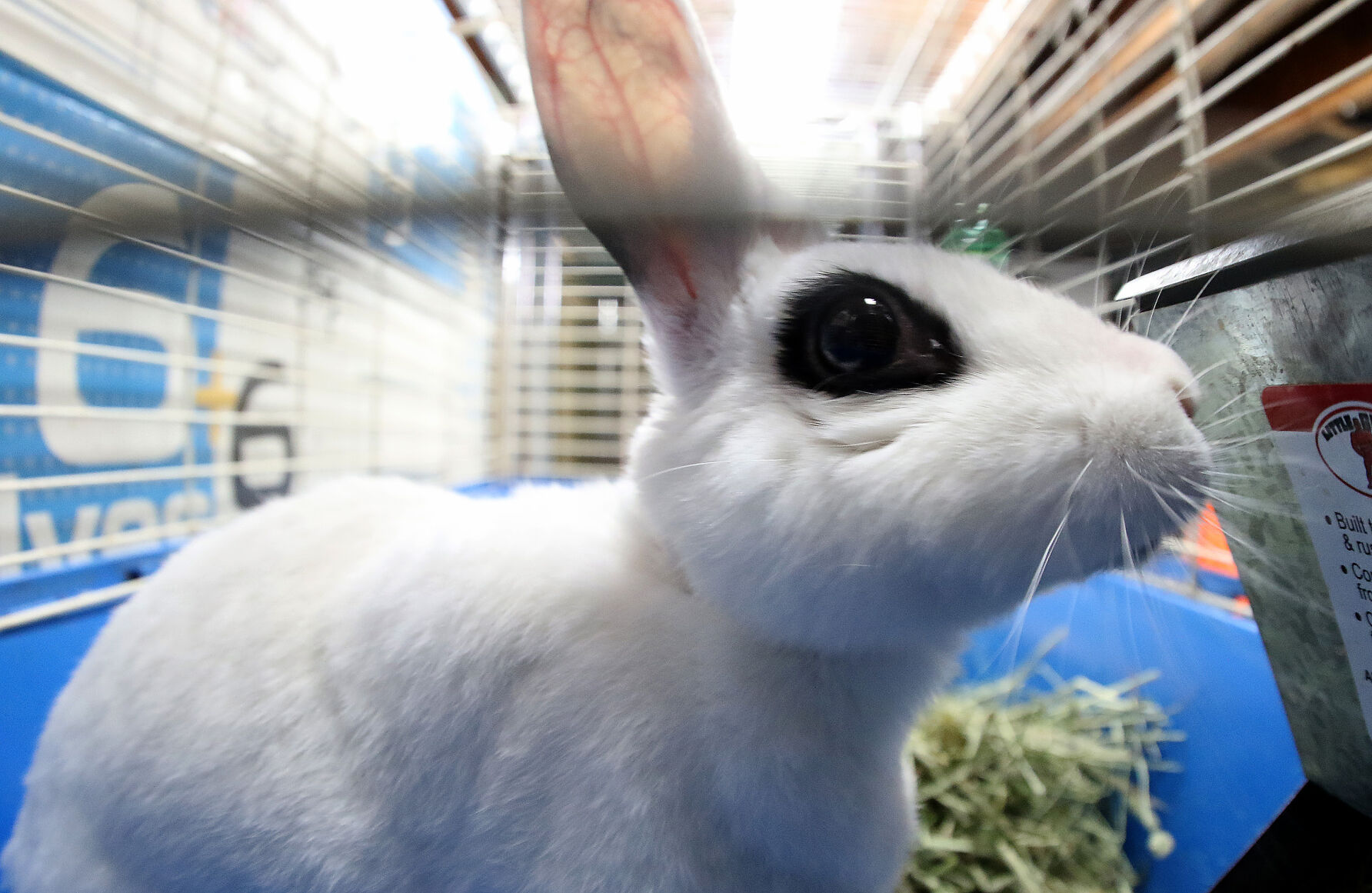 060518-qct-animal-sanctuary-021